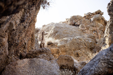 Mountain Goat