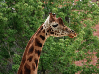 Head and neck of a giraffe at the zoo in Antwerp.