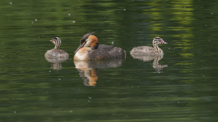 Svasso maggiore con due pulcini che dormono sull'acqua