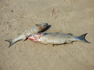 Freshly caught mullet fish on the sand at Ingleses beach - Florianopolis, Brazil