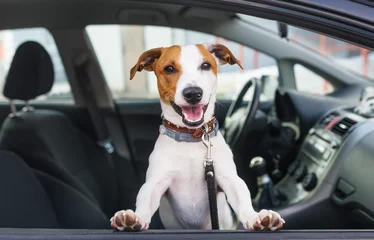 Fotobehang Hond Schattige hond zit in de auto op de voorbank