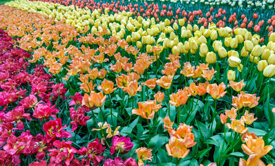 Colorful tulips at the Keukenhof, the Netherlands