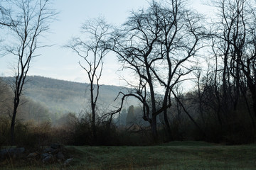 Fototapeta na wymiar Tree landscape