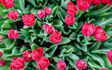 Colorful tulips at the Keukenhof, the Netherlands
