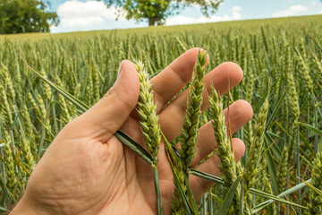 Man's hand holding barley. Agriculture. cereals