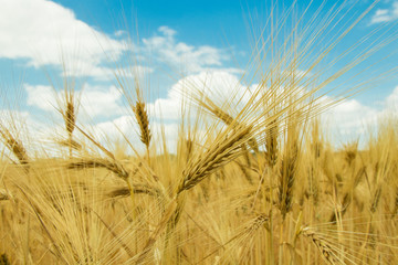 golden cereal on a field on a sunny afternoon with blue sky