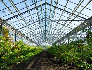 architectural solution of modern agriculture farms