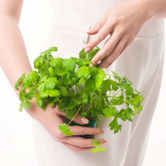 parsley woman hand white background - 209361036