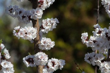 tree blossom groups of white flowers on branches
