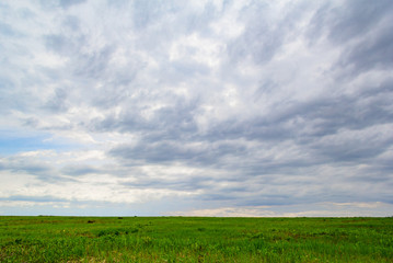 new greenfield of switzerland farm at early morning time . cow farm.