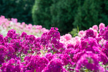 Obraz premium Flowers pink phloxes grow in the garden