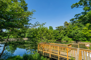 狭山公園の宅部池（たっちゃん池）