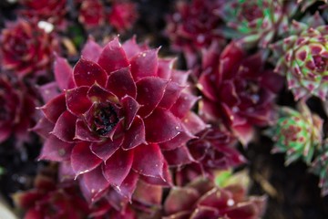 Arrangement of succulents