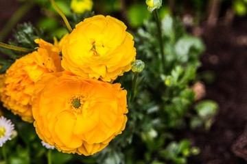 Yellow crowfoot in a bouquet