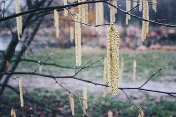 nature mood board - flowers in a tree