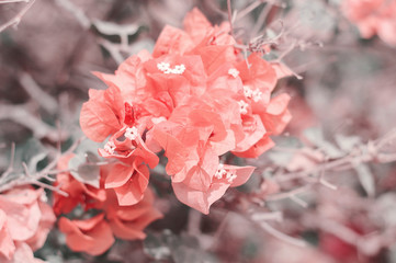 Background with beautiful Bougainvillea flowers, toned image, dreamlike effect
