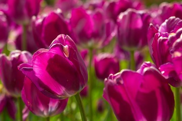 Purple tulips in a garden
