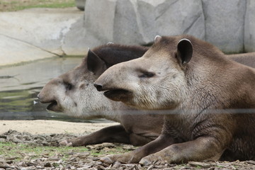 Portrait de tapir - 209361870