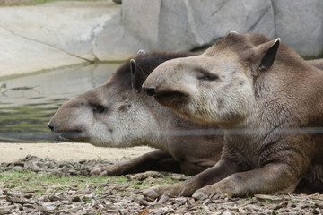 Portrait de tapir - 209362019