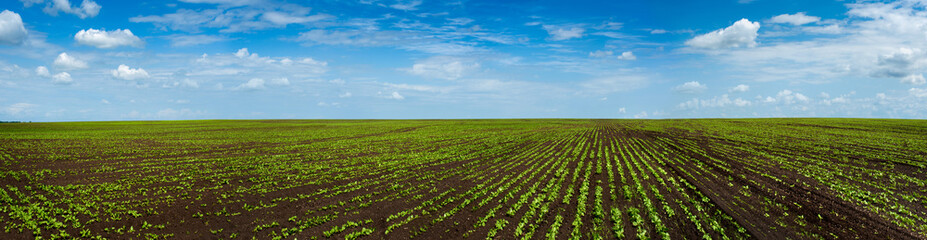 Fototapeta na wymiar Sugar beet field crops lines , agricultural panorama
