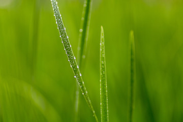 Fototapeta na wymiar grass with dew drop, Each blade of grass is covered with dew, beautiful bokeh background, green color image