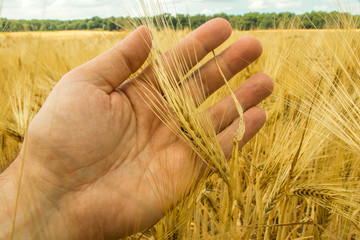 Fototapeta na wymiar Man's hand holding golden barley. Agriculture. golden cereals