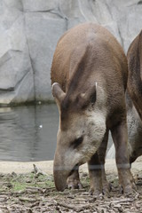 Portrait de tapir - 209362884