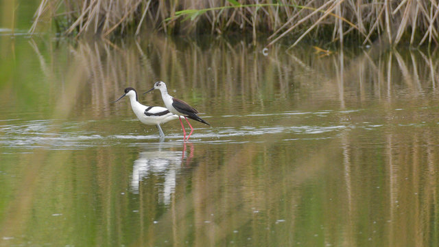 Cavaliere d'Italia e avocetta che passeggiano nell'acqua della palude
