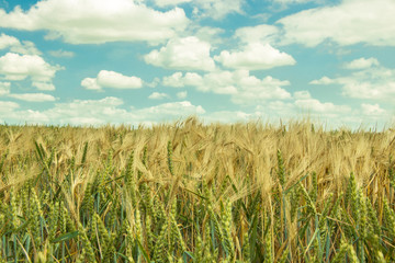 Fototapeta premium golden cereal on a field on a sunny afternoon with blue sky