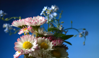 bouquet of white and pink flowers of daisies (chamomiles) and forget-me-nots on a dark blue background. beautiful floral composition