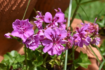 Fototapeta premium Pink Flower