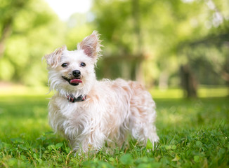 A cute small mixed breed dog with one upright ear and one floppy ear