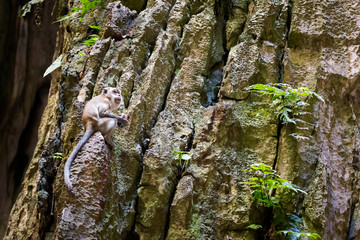 Monkey in Batu Cave temple © sitriel