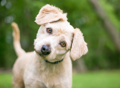 A cute Labrador Retriever/Poodle mixed breed puppy listening with a head tilt