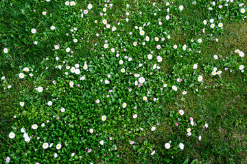 Fototapeta premium sunny meadow with dandellions and daisies