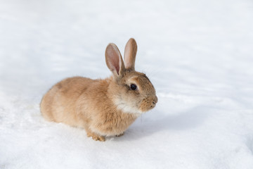 portrait of a brown rabbit
