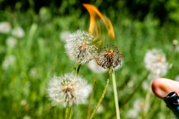 womans hand with lighter burning dandelion flower