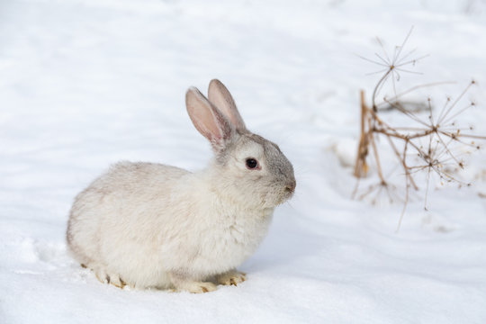 white rabbit on the snow