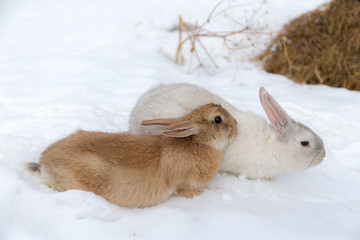 brown and white rabbit