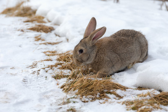 portrait of a rabbit in winter