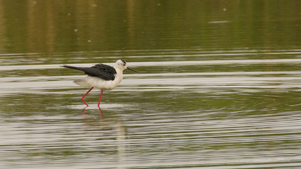 Cavaliere d'Italia in palude in cerca di prede