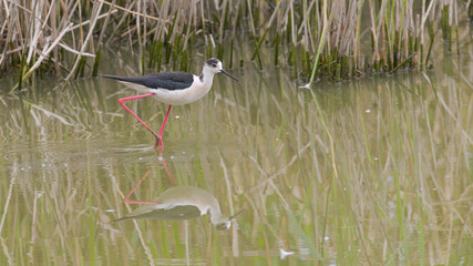 Cavaliere d'Italia riflesso nell'acqua verde della palude