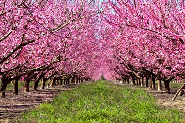 peach trees orchard blossoms pink tree farm