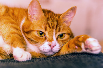 portrait of a cat lying on a sofa