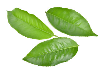 Green tea leaf isolated on white background