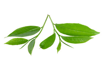 Green tea leaf isolated on white background