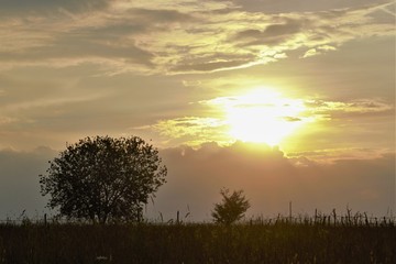 Fototapeta na wymiar дерево в поле на закате