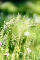 sunny meadow with dandellions and daisies
