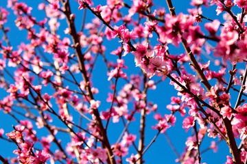 peach tree flower pink 