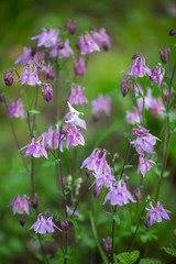 Obraz premium aquilegia pink